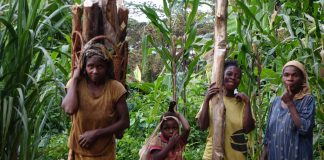 « Vous nous avez volé notre forêt » : un appel émouvant des Baka « pygmées » à la Commission européenne